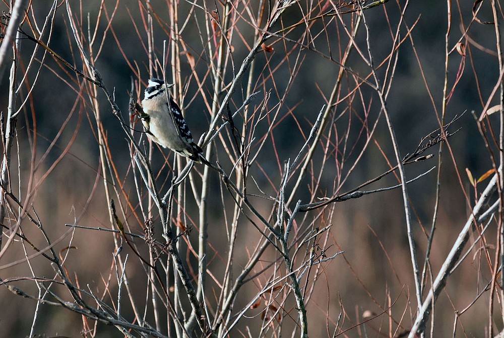 A woodpecker rests in wetland vegetation in Rogers at the city's regional sports park.
(NWA Democrat-Gazette/Flip Putthoff)