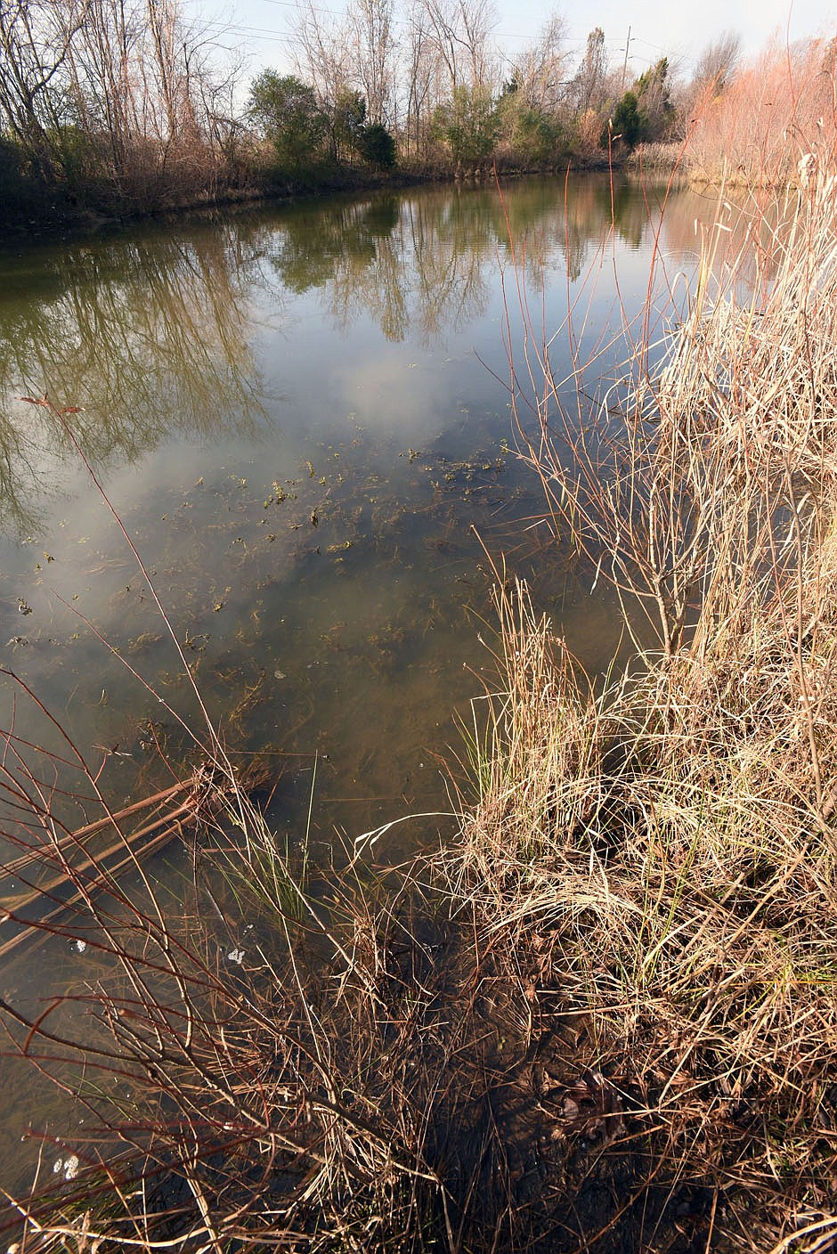 Urban wetlands are often in the floodplains of streams.
(NWA Democrat-Gazette/Flip Putthoff)