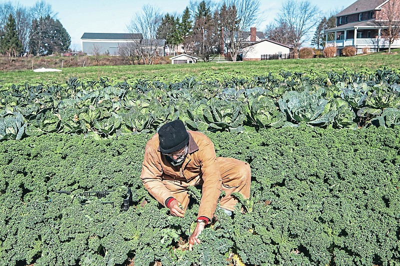 Don Kretschmann, owner of the Kretschmann Family Organic Farm, harvests kale on his farm in Rochester, Pa., Monday, Nov. 16, 2020. Mr. Kretschmann is retiring this year after growing produce organically for almost 50 years, and he was not able to find anyone to take over or buy his farm. (Alexandra Wimley/Pittsburgh Post-Gazette via AP)