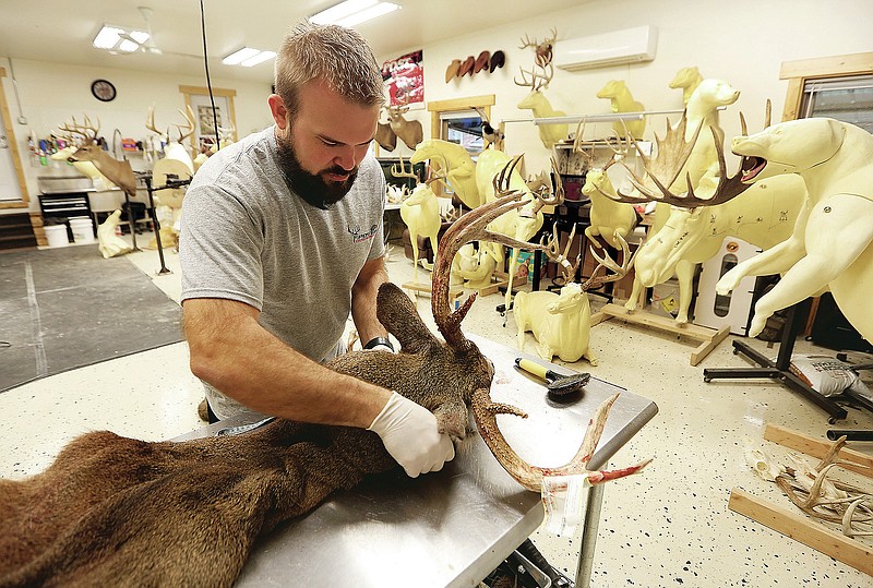 Owner Branden Post works to cape a deer at Post Taxidermy in Dubuque, Iowa, on Wednesday, Dec. 23, 2020. “I do this for a business, but I want to do the best possible work,” said the owner of Post Taxidermy. “There are taxidermists, and then there are artists. I say I’m more of an artist-taxidermist.” (Nicki Kohl/Telegraph Herald via AP)