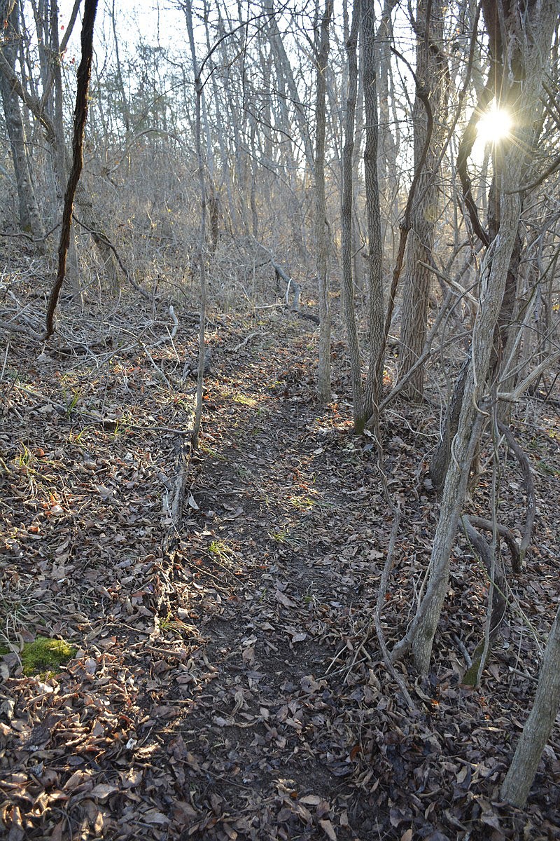 “Two trails merge in the woods five miles south of Fayetteville. A natural “doorway” (where saplings have grown up parallel to each other, twisted with vines) makes paths feel intentional but unobtrusive.”
(Courtesy Photo/Amanda Bancroft) story.lead_photo.caption