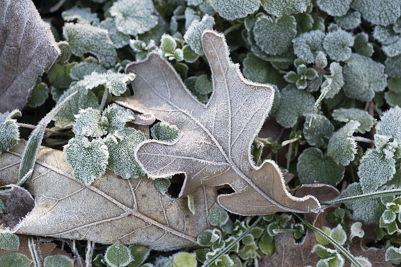 A leaf is frozen to the ground Tuesday Jan. 5, 2021 near West Fork. The National Weather Service is calling for a chance of rain or snow this week with overnight low temperatures near and below freezing. Visit nwaonline.com/210106Daily/ and nwadg.com/photos. (NWA Democrat-Gazette/J.T. Wampler)