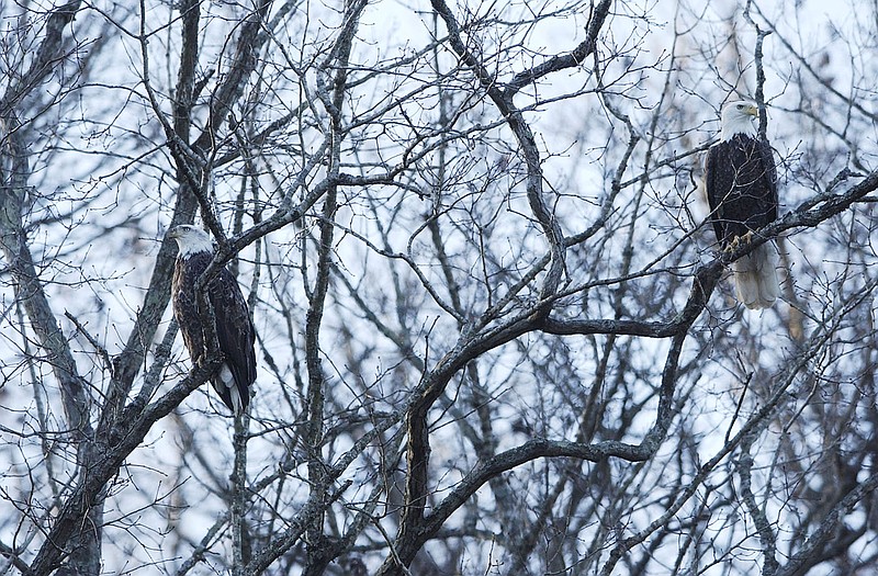 Isolated creek arms at Beaver Lake such as Indian Creek and Van Winkle Hollow hold good numbers of wintering bald eagles. January is the prime month to see them.
(NWA Democrat-Gazette/Flip Putthoff)