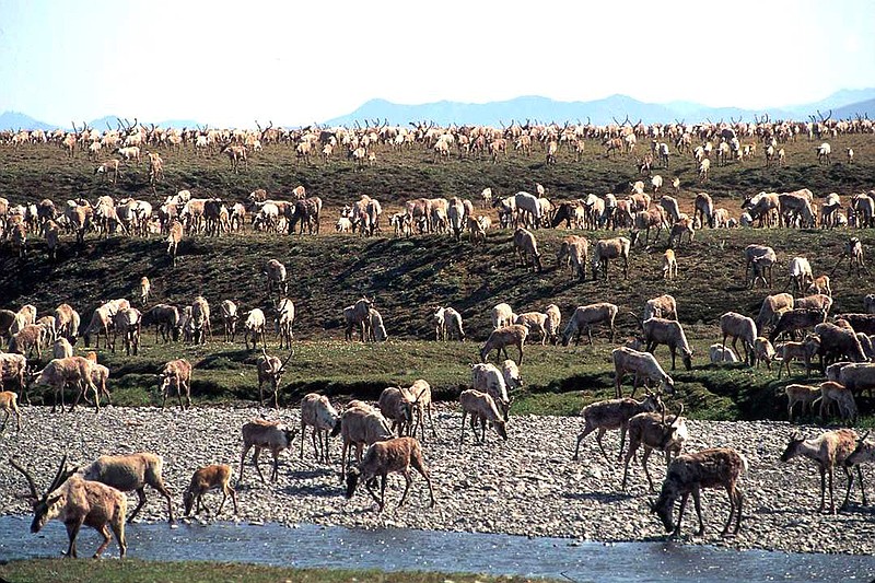 FILE - In this undated file photo provided by the U.S. Fish and Wildlife Service, caribou from the Porcupine caribou herd migrate onto the coastal plain of the Arctic National Wildlife Refuge in northeast Alaska.  The U.S. government held its first-ever oil and gas lease sale Wednesday, Jan. 6, 2021 for Alaska's Arctic National Wildlife Refuge, an event critics labeled as a bust with major oil companies staying on the sidelines and a state corporation emerging as the main bidder. (U.S. Fish and Wildlife Service via AP, File)