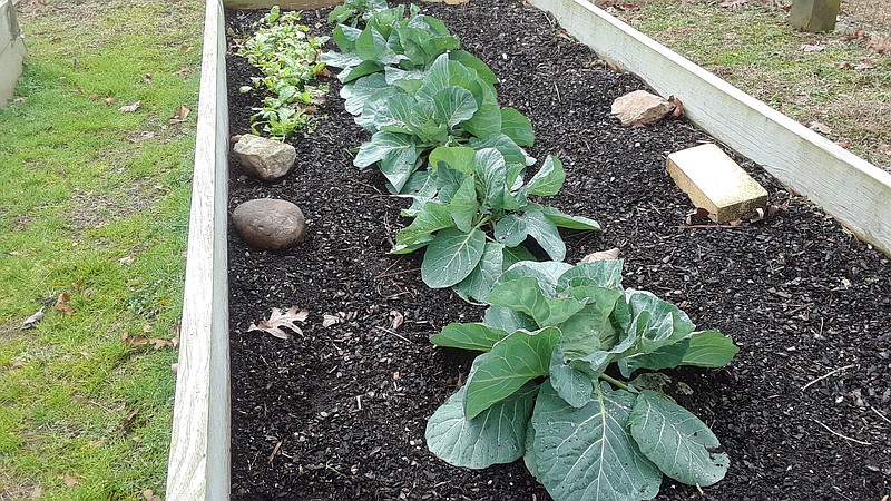 These lettuce plants and cabbages have taken winter in their stride so far. (Special to the Democrat-Gazette)