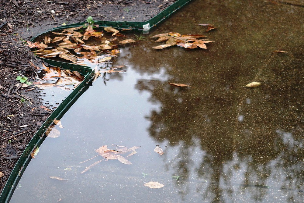 Check how water drains from a site before planting. Here a clogged drain floods a nearby bed. (Special to the Democrat-Gazette/Janet B. Carson)