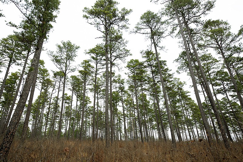 The bluestem forest, located near Waldron, is being managed to provide the same habitat that was common throughout the Ouachitas prior to European settlement.
