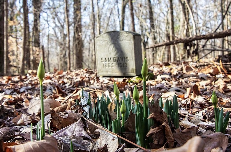 Daffodils by the grave of Sam Davis have started to emerge at a cemetery on Crowley’s Ridge in Forrest City. The Black cemetery, with grave markers dating to the late 19th century, has been abandoned for years. (Arkansas Democrat-Gazette/Cary Jenkins)