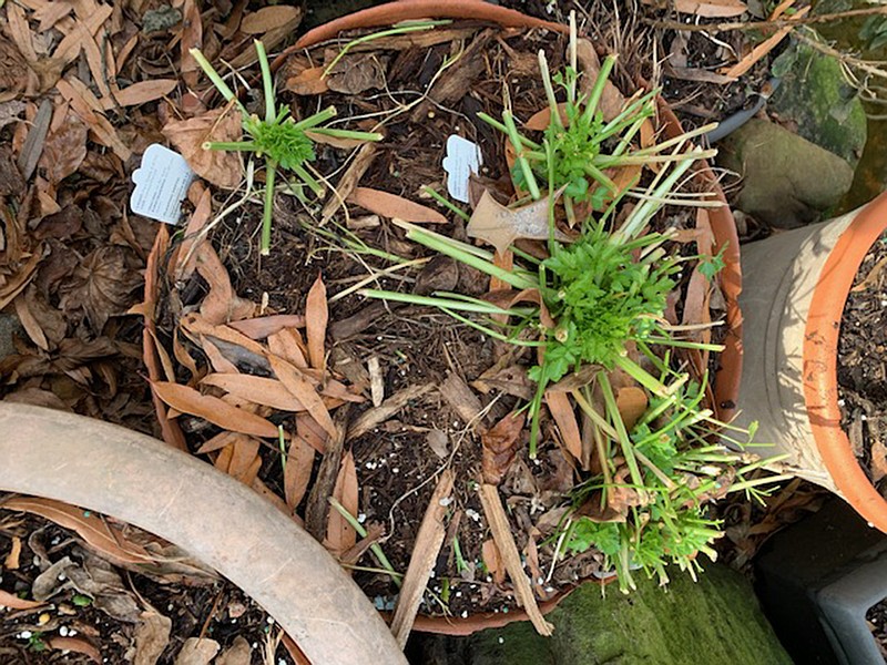 Rats are prime suspects in the damage done to these plants. (Special to the Democrat-Gazette)