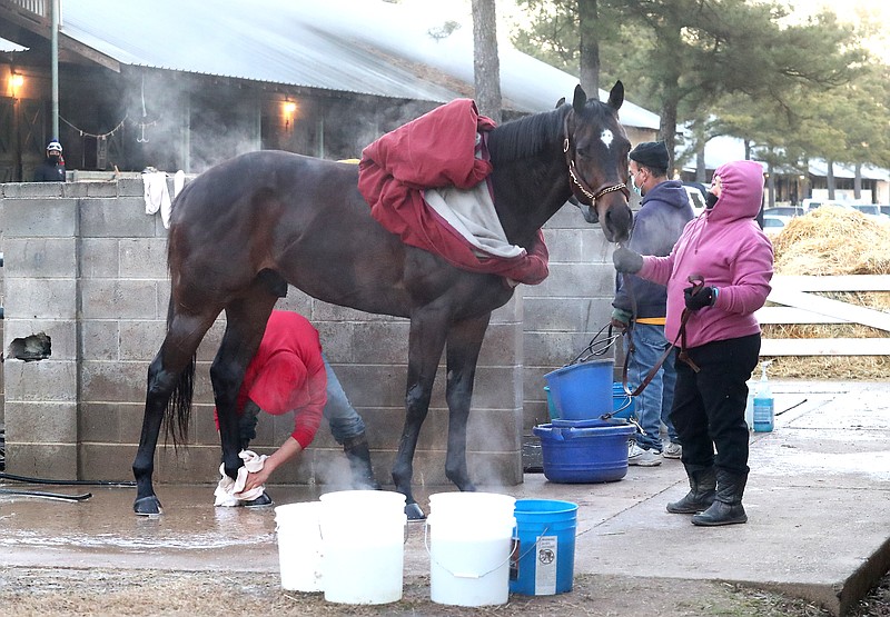 Horsemen wash down a thoroughbred racehorse Monday in the barn area at Oaklawn Racing Casino Resort. - Photo by Richard Rasmussen of The Sentinel-Record