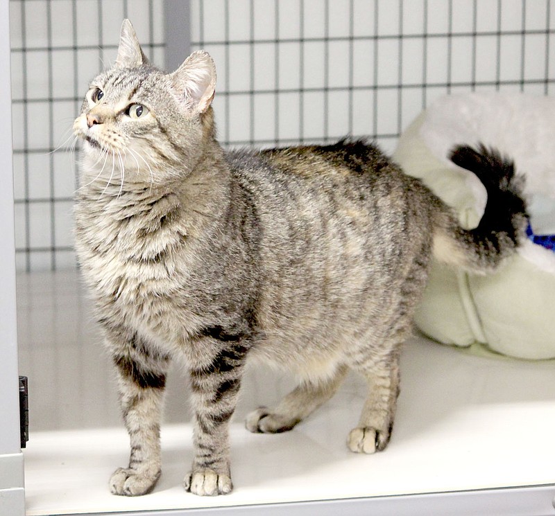 Keith Bryant/The Weekly Vista
Thisbe is a female cat, approximately eight years old. Shelter staff said she is very friendly, litterbox trained, spayed and up-to-date on vaccinations. To adopt any of the pets at the Bella Vista Animal Shelter, call 479-855-6020.