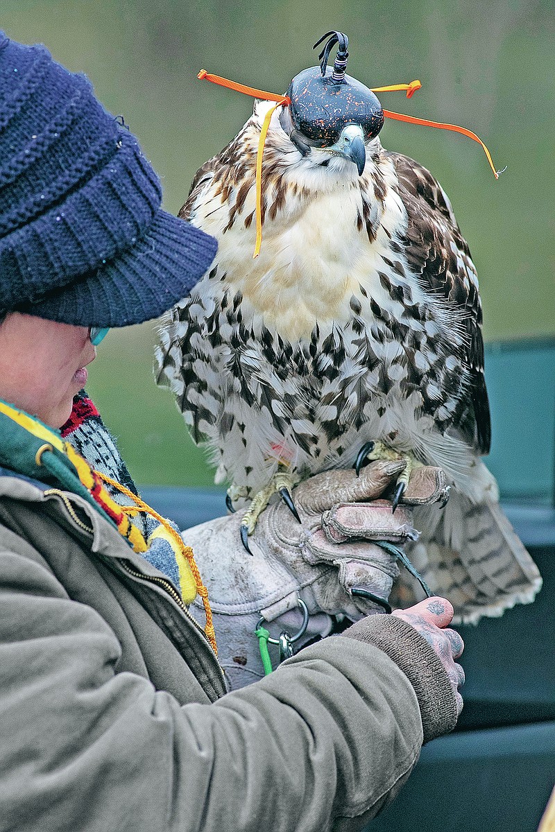 Jade Chen and her Red Tail Hawk, Candy Corn prepare to hunt in a wooded field in Grantville, Pa., on Tuesday, Jan. 5, 2020. Chen, a Lansdale native who lives in Mechanicsburg, is a second-year apprentice falconer, one of just 204 people in Pennsylvania licensed to take part in falconry, one of the world’s most ancient forms of hunting. (Alejandro A. Alvarez/The Philadelphia Inquirer via AP)
