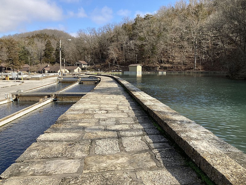A renovation of the Roaring River trout hatchery, seen here on Feb. 1 2021, is complete. The hatchery supplies rainbow trout for anglers at Roaring River State Park near Cassville, Mo.
(NWA Democrat-Gazette/Flip Putthoff)
