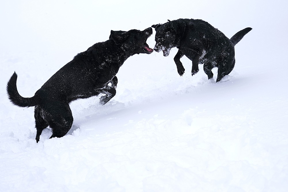 Two dogs frolic after a winter storm dumped about a foot of snow, Tuesday, Feb. 2, 2021, in East Derry, N.H. (AP Photo/Charles Krupa)