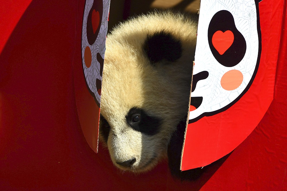 baby-panda-photos-cub-born-in-malaysia-makes-her-debut