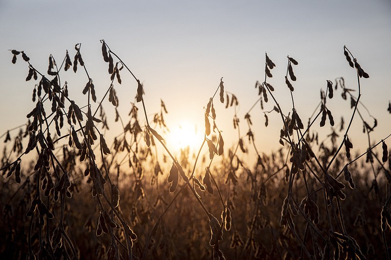 Soybeans grow in a field during harvest in Wyanet, Ill., on Sept. 25, 2020. MUST CREDIT: Bloomberg photo by Daniel Acker.