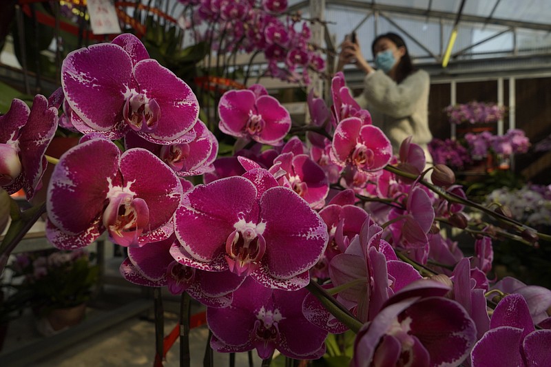 A woman wearing a face mask to protect against the spread of the coronavirus, takes photos of pots of Phalaenopsis orchids at one of Hong Kong's largest orchid farms located at Hong Kong's rural New Territories on  Jan. 14, 2021. The Lunar New Year holiday is usually a busy period for flower farms in Hong Kong, which gear up to sell plum blossoms, orchids and daffodils at flower markets during the festive season. But the pandemic and restrictions on such festive markets this year has taken a toll on many farms, who worry that they may be left with an oversupply of flowers. (AP Photo/Kin Cheung)