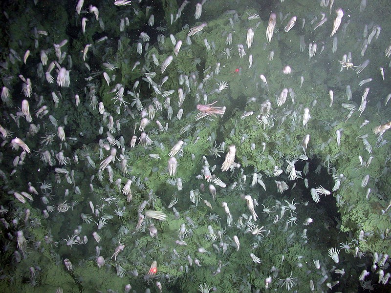 In an undated image provided by NOAA Vents Program, squat lobsters on Seamont X, a submarine volcano in the Philippine Sea. Humans — and their ships, seismic surveys, air guns, pile drivers, dynamite fishing, drilling platforms, speedboats and even surfing — have made the ocean an unbearably noisy place for marine life, according to a sweeping review of the prevalence and intensity of the impacts of anthropogenic ocean noise published on Thursday, Feb. 4, 2021, in the journal Science. (NOAA Vents Program via The New York Times) -- NO SALES; FOR EDITORIAL USE ONLY WITH NYT STORY SCI NOISY OCEANS BY SABRINA IMBLER FOR FEB. 4, 2021. ALL OTHER USE PROHIBITED. -- story.lead_photo.caption