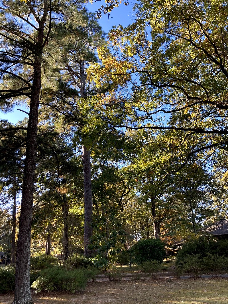 Healthy trees require effort, according to Cooperative Extension Service, which will be holding free online sessions to teach best practices for caring for them.  (Pine Bluff Commercial/Byron Tate)