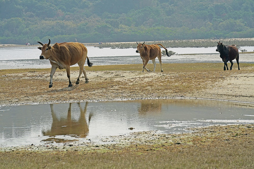 Year Of Ox Puts Focus On Hong Kongs Wild Bovines