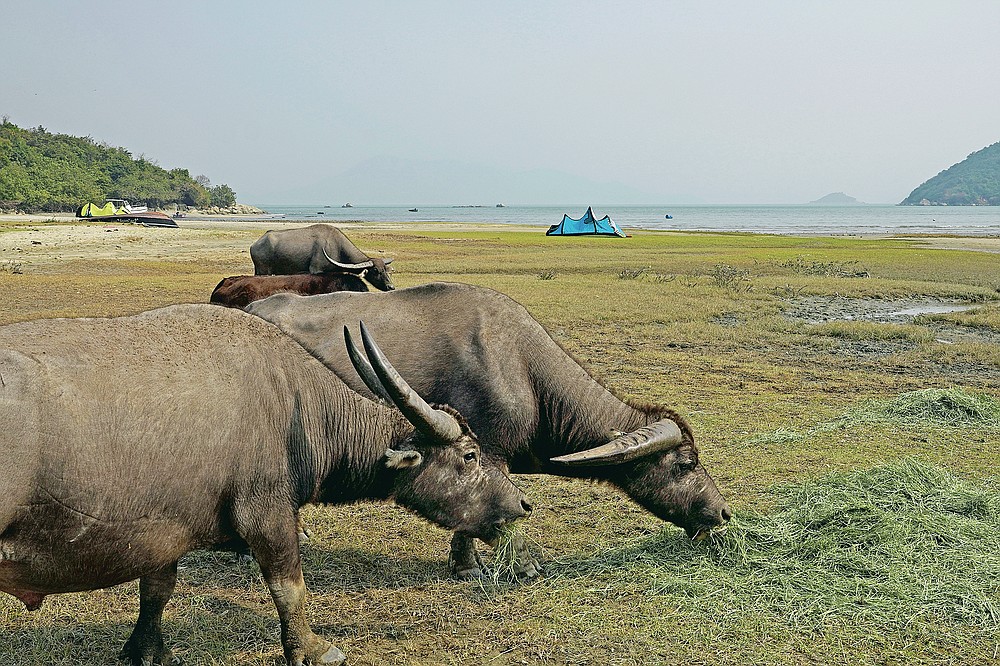 Year Of Ox Puts Focus On Hong Kongs Wild Bovines