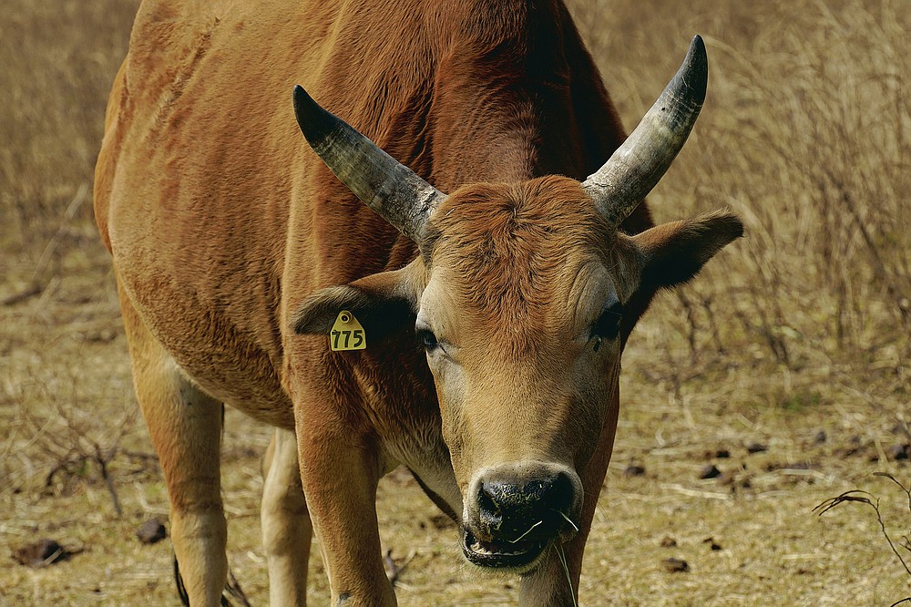 Year Of Ox Puts Focus On Hong Kongs Wild Bovines