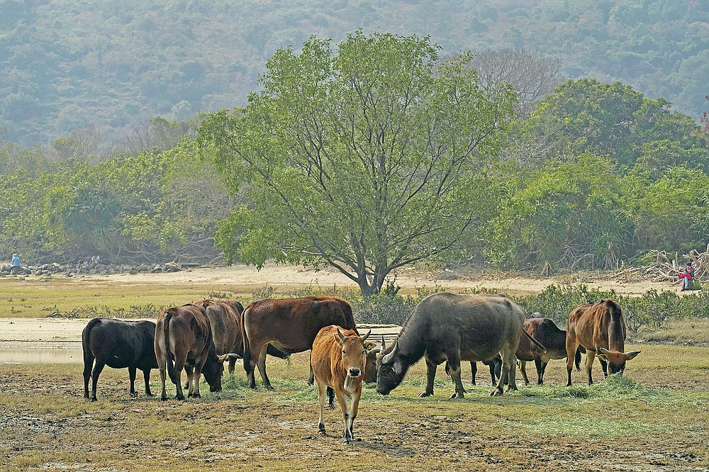 Year Of Ox Puts Focus On Hong Kongs Wild Bovines