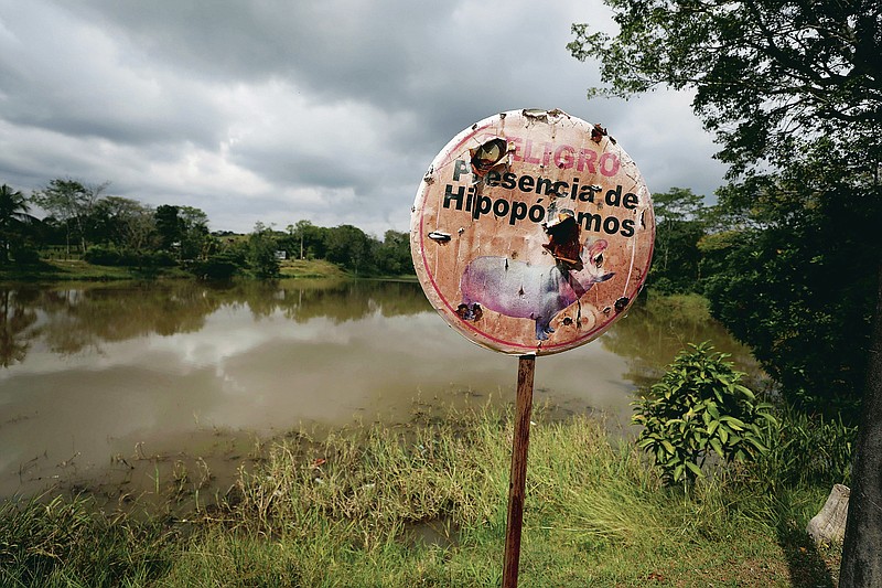 A hippo warning stands on the shore of a lagoon near Doral, Colombia, Wednesday, Feb. 3, 2021. The offspring of hippos illegally imported to Colombia by drug kingpin Pablo Escobar in the 1980s are flourishing in the lush area and experts are warning about the dangers of the growing numbers.  (AP Photo/Fernando Vergara)