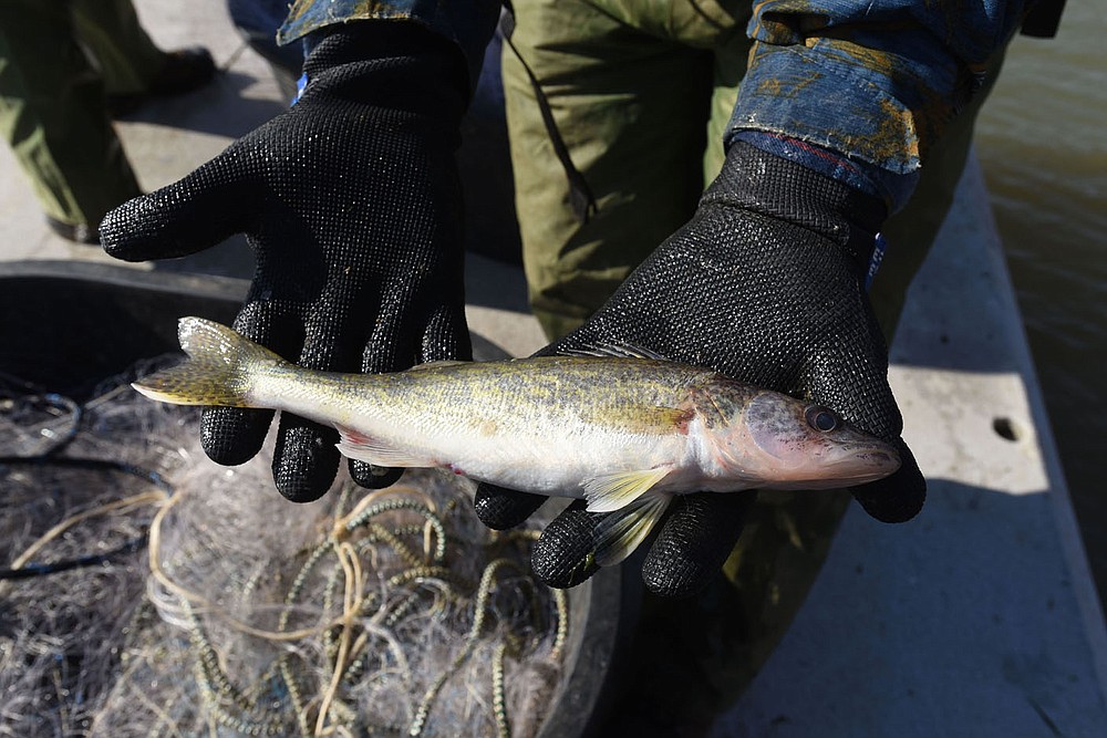 Game and Fish began stocking walleye at Lake Fort Smith in 2013. Research at the lake this winter helps fisheries biologist evaluate the walleye population and determine how well stocked walleye survive. This 12-inch walleye caught in a net for the study is between one and two years old, said Jon Stein, Game and Fish regional fisheries supervisor.
(NWA Democat-Gazette/Flip Putthoff)