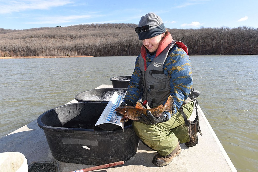 Kody Rudolph looks at a flathead catfish caught in a net during the walleye study. Rudolph is with the Fort Smith Utilities water department. He and co-worker Aaron Freeman helped with the Game and Fish study at Lake Fort Smith.
(NWA Democrat-Gazette/Flip Putthoff)