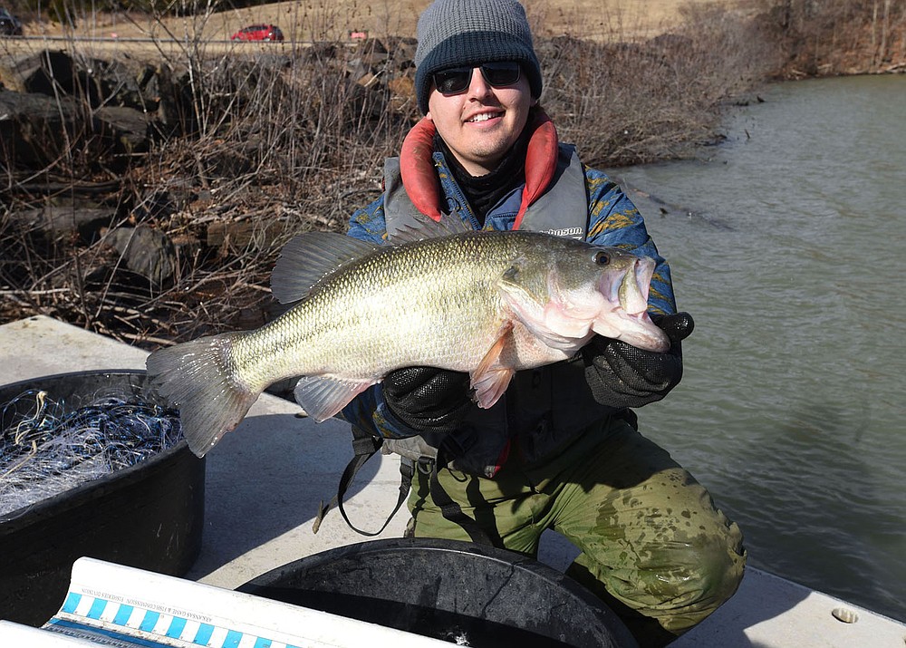 Lake Fort Smith is home to some lunker largemouth bass. Kody Rudolph shows a 7.6-pound largemouth that was caught in a net during the walleye study. Largemouth bass up to 10 pounds have been caught at the scenic lake.
(NWA Democrat-Gazette/Flip Putthoff)