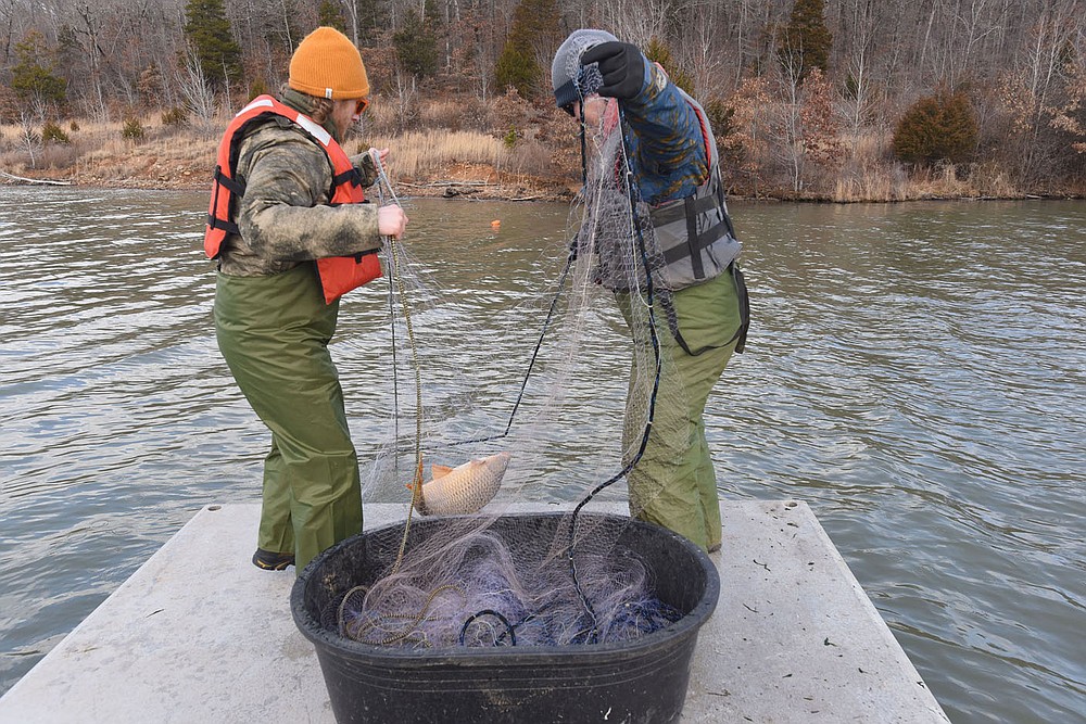Aaron Freeman (left) and Kody Rudolph haul in a large carp caught in a gill net.
(NWA Democrat-Gazette/Flip Putthoff)
