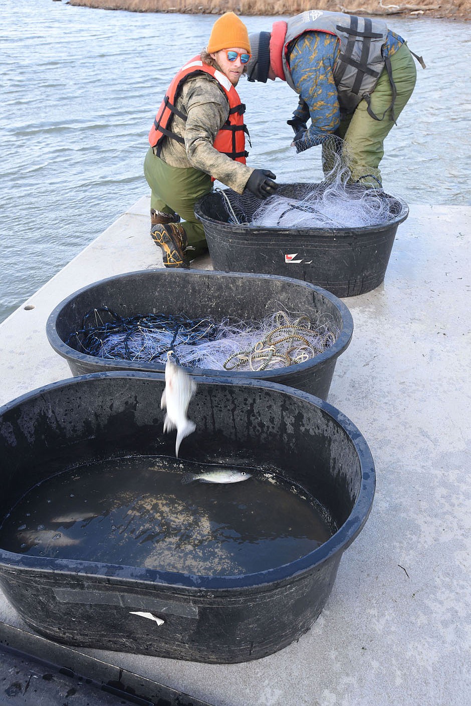 Aaron Freeman (left) tosses a white bass into a tub of captured fish. White bass, walleye and other game fish were measured and weighed in the Lake Fort Smith study.
(NWA Democrat-Gazette/Flip Putthoff)