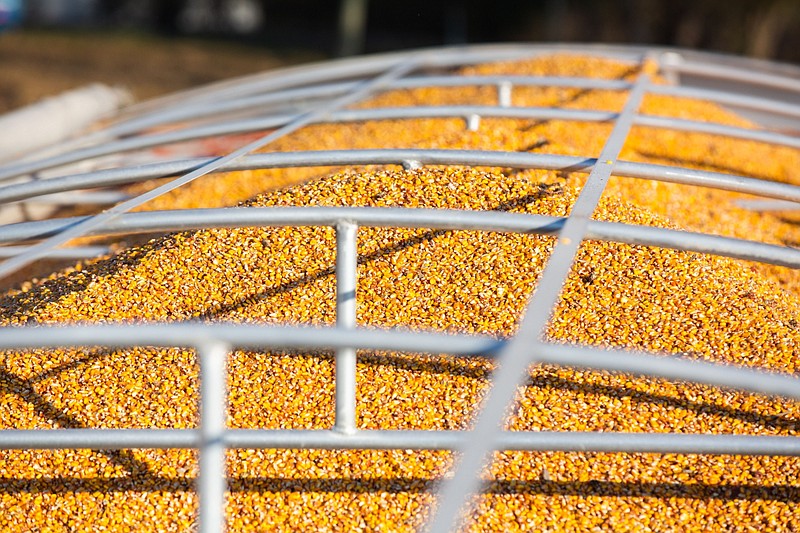 A pile of corn during a harvest at a farm in Union Springs, N.Y., on Nov. 7, 2020. MUST CREDIT: Bloomberg photo by Paul Frangipane.