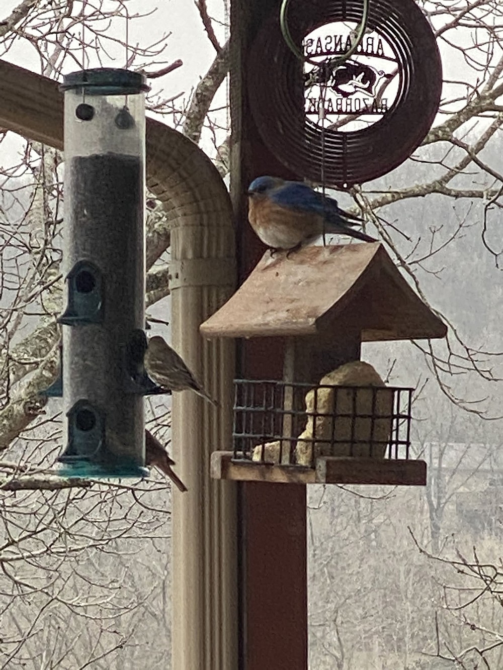 Terri O'Byrne/Weekly Vista
Seems this little bluebird has been hitting the suet frequently as he observes the snowy weather Friday above the prize he found.