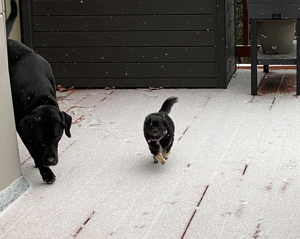 Terri O'Byrne/Weekly Vista
It's a snow day! Jax and Bella enjoy Friday, Feb. 12.