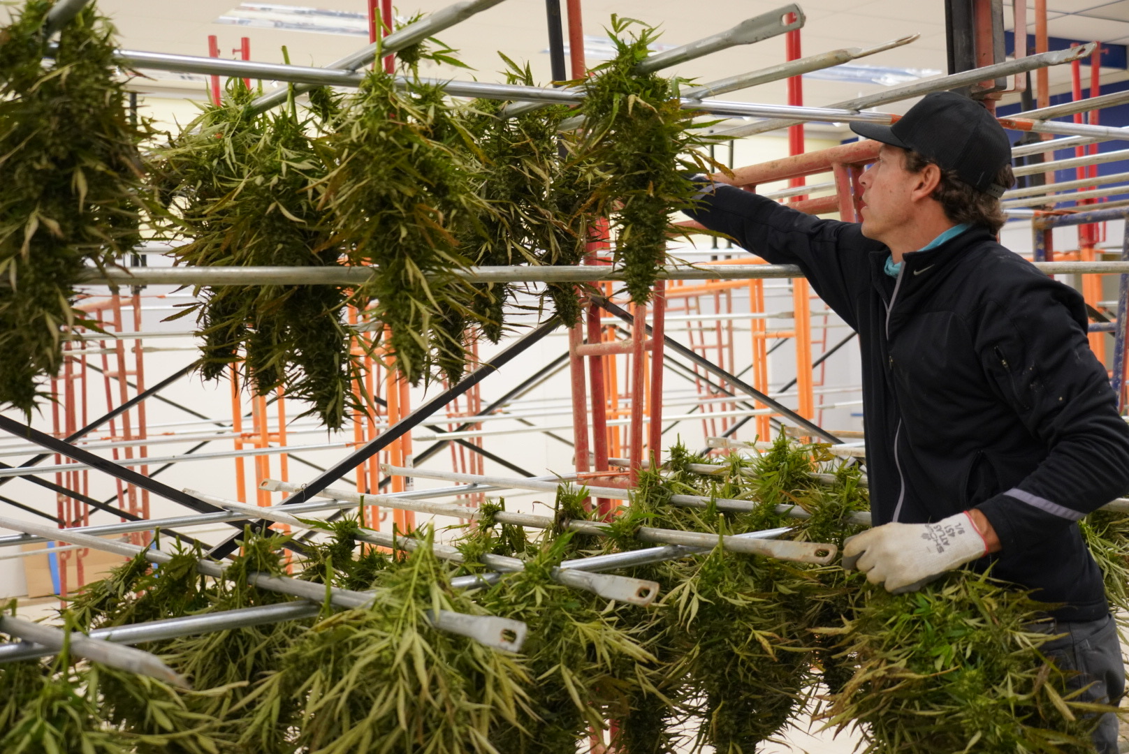 Career paths, curricula shifting as laws making pot respectable