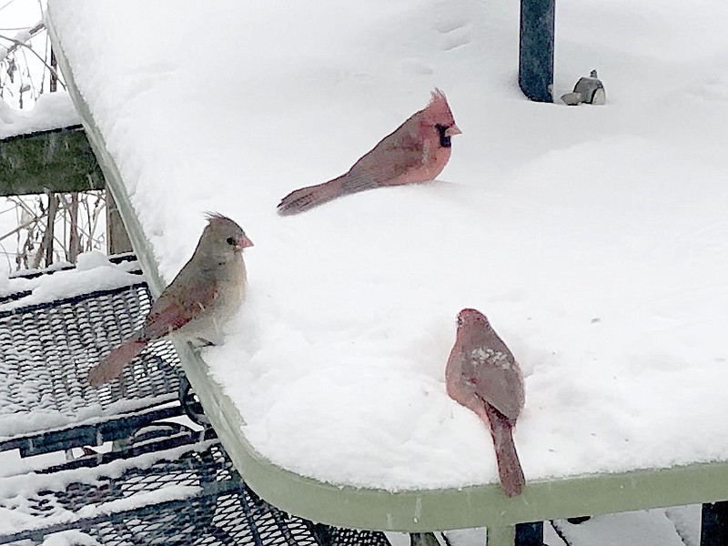 LARRY OELRICH SPECIAL TO ENTERPRISE-LEADER
Karen Oelrich of Prairie Grove spread out bird feed for her feathered friends on Sunday, and Monday morning, these birds were out trying to find the food underneath several inches of snow.