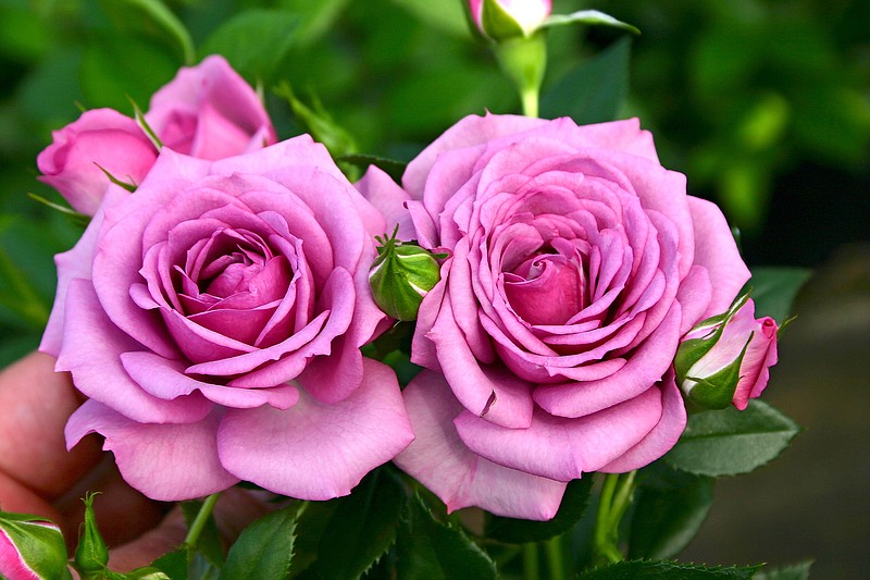 Plum Perfect roses, which are included in the Sunbelt collection from Kordes Roses, selected for strong performance in warmer zones. (Peter E. Kukielski via The New York Times)