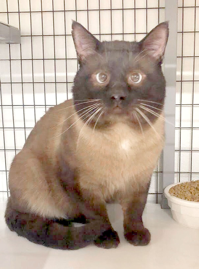 Photo submitted
Willy Wonka is a two-year-old chocolate brown Siamese mix. Shelter staff said he's a very loving and talkative cat. He's litterbox trained and will be neutered and up-to-date on shots when he is adopted. To adopt any of the pets at the Bella Vista Animal Shelter, call 479-855-6020.