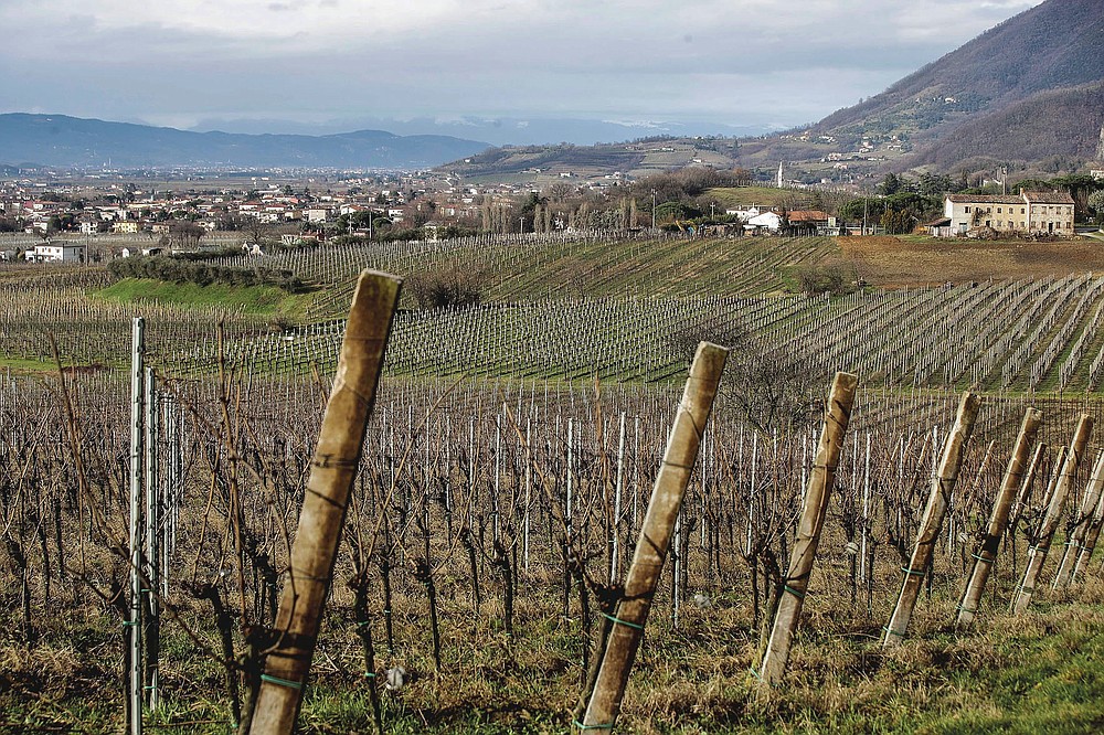 The town of Vo Euganeo is seen beyond a vineyard, northern Italy, Wednesday, Feb. 10, 2021. Shockwaves ran through the wine-making village of Vo, west of Venice, as word spread last Feb. 21 that a retired roofer had died of the new coronavirus becoming the first known COVID-19 victim in the West. (AP Photo/Luca Bruno)