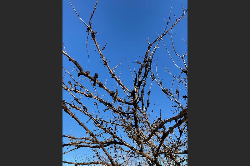 The gnarly growths on these plum branches are from a disease, black knot of plums. (Special to the Democrat-Gazette)