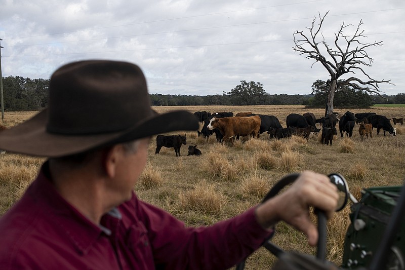 A rancher passes in front of a heard of cattle grazing in a field at the Barthle Brothers Ranch in Dade City, Florida, on Friday, Jan. 22, 2021. MUST CREDIT: Bloomberg photo by Ty Wright.