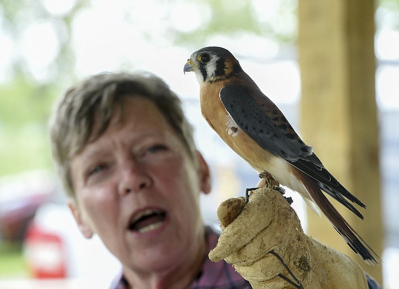 NWA Democrat-Gazette/CHARLIE KAIJO Lynn Sciumbato, operator of Morning Star Wildlife Rehabilitation Center, holds a male kestrel during an annual Earth Day event, Saturday, April 27, 2019 at the Eagle Watch Nature Trail in Gentry. 

Local 4-H club members and other participants began by working in gardens that promote butterflies and other pollinators. The program included presentations on raptors and other wildlife by Lynn Sciumbato, operator of Morning Star Wildlife Rehabilitation Center, and moths, butterflies and other pollinators by University of Arkansas Professor Don Steinkraus.