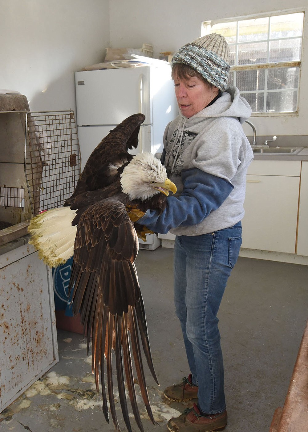 WILDLIFE ON THE MEND Lynn Sciumbato, federally licensed wildlife rehabilitator, carefully cradles an injured bald eagle Tuesday Jan. 12 2021 to move the raptor from a crate to a more spacious outdoor coop. As the eagle heals, it will be moved to a flight cage where it can fly short distances to prepare it for release back into the wild. Arkansas Game and Fish Commission personnel found the injured eagle two weeks ago near Ozark and brought it to Morning Star Wildlife Rehabilitation Center near Gravette, operated by Sciumbato. The eagle has injuries to its back area. Her diagnosis is the eagle got into a fight with another eagle. Sciumbato hopes the eagle can be released in one month. She has been a wildlife rehabilitator for 33 years. Go to nwaonline.com/210113Daily/ to see more photos. (NWA Democrat-Gazette/Flip Putthoff