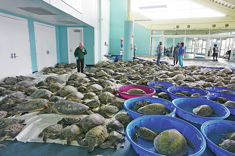 FILE - In this Feb. 16, 2021, file photo, thousands of Atlantic green sea turtles and Kemp's ridley sea turtles suffering from cold stun are laid out to recover at the South Padre Island Convention Center on South Padre Island, Texas. As many Texans hosted neighbors who had no heat or water during the vicious February storm, numerous types of wildlife are believed to have taken a beating from the cold snap. (Miguel Roberts/The Brownsville Herald via AP, File)