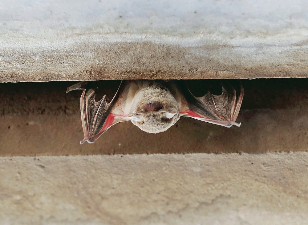 A Mexican Free-tailed bat barely hangs on under the bridge at Waugh Drive in Buffalo Bayou Park after being impacted by the winter storm Monday, Feb. 22, 2021, in Houston. Birds, bats and other wildlife appear to have taken a beating during the winter storm and deep freeze in the southern U.S. Scientists say it might take weeks or months to determine the extent of the harm. ( Steve Gonzales/Houston Chronicle via AP)