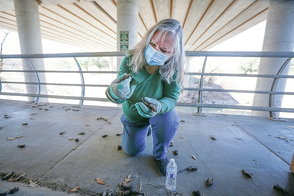 Diana Foss, Texas Parks and Wildlife Urban Wildlife Biologist attempts to find any surviving Mexican Free-tailed bats in a pile of dead bats at Waugh Drive in Buffalo Bayou Park, where it was impacted by the winter storm Monday, Feb. 22, 2021, in Houston. Foss said that the winter bat colony is about 100,000 and that during the summer the colony has about 300,000 bats. She said they were able to find about 20 bats that have fallen from the bridge that were still alive and they are attempting to save. (Steve Gonzales/Houston Chronicle via AP)