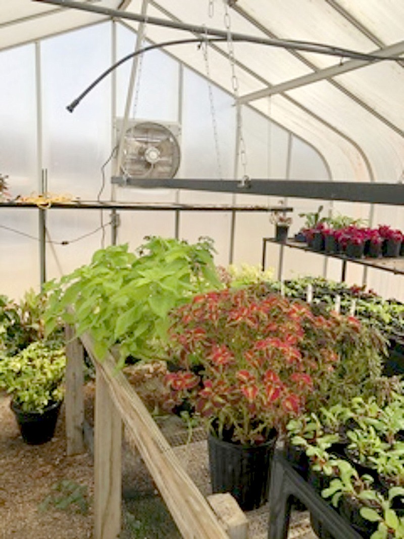 Photo submitted
Plants grown in the Bella Vista Garden Club's hothouse will be for sale April 16 and 17.