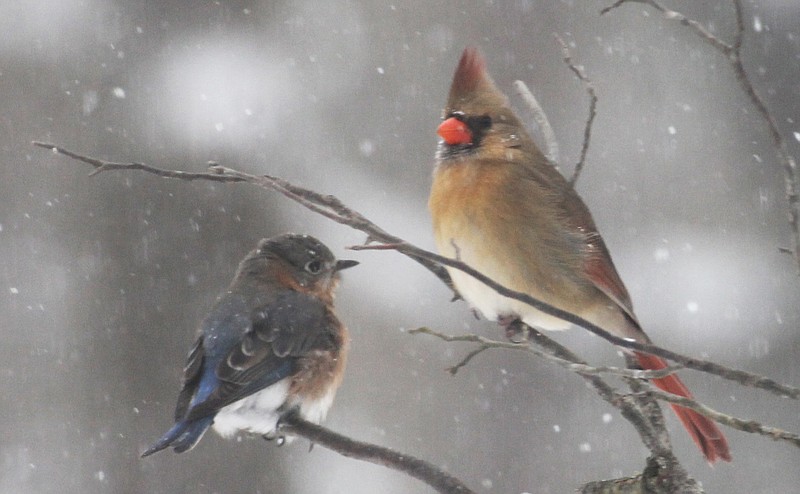 A bluebird and a cardinal perch while snow falls Feb. 15 long Cedar Creek Road at Hot Springs. Bluebirds fared poorly during the harsh weather in February. (Special to the Democrat-Gazette/David Seals)